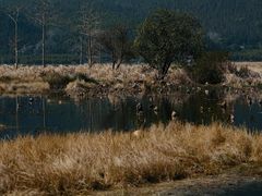-腾冲北海湿地