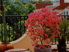 -HUATA 'Holiday Plan 花榻