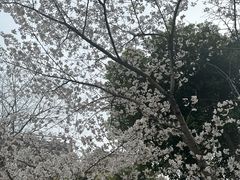 -堤角公园
