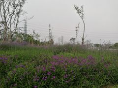 -王借岗森林公园