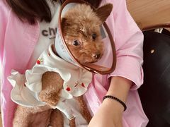 -爱侣宠医·鹦鹉专科·小型哺乳类·异宠专科(灵石路店)