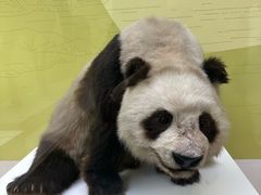 -国家自然博物馆