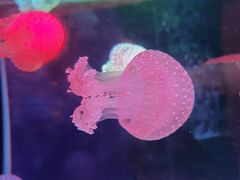 -左海海底世界