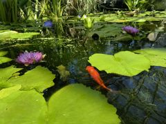 -国家植物园南园