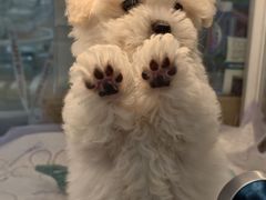 -翊宠yipet猫狗购宠庄园犬舍•猫舍