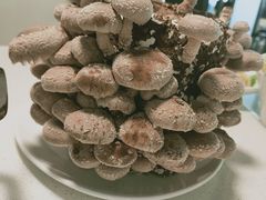 活体香菇-煲王粤菜餐厅(中侨中心店)