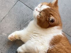 -飞行喵MR PILOT|猫舍·猫咖(静安大融城店)