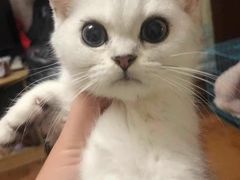 -东方名猫馆·英短金渐层布偶猫舍(环线广场1号楼店)