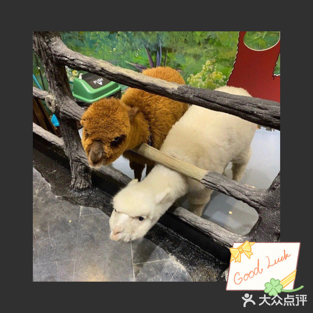 不一样的萌宠乐园[吐]
