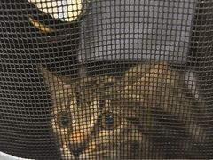 -艾吉宠物医院·疑难杂症转诊中心·猫友好(碧江路院)
