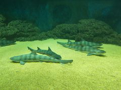 -青岛海底世界-水族馆
