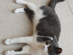 -Catmate·猫肥家润(金润铂宫店)