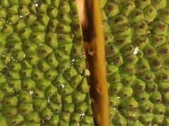 -林旺社区水果市场