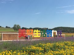 -莲花山花海