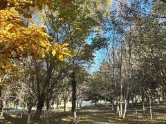-长白岛森林公园