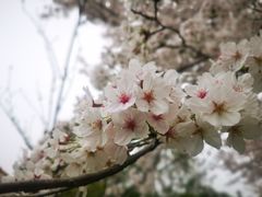 -高东镇樱花园