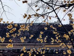 -西园戒幢律寺