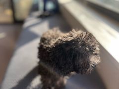 -瑞派宠物医院·犬猫全科·猫友好(宾水西道店)