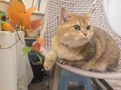 -瑞鹏宠物医院·宠保定点·心脏科·内科(御桥分院)