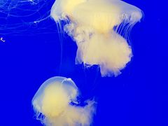 -上海海洋水族馆