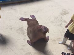 -泉城欧乐堡海洋极地世界