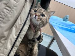 -瑞派·关忠动物医院·猫专科·犬专科(三环新城店)