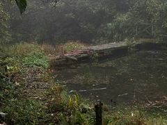 -玉舍国家森林公园