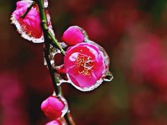 -贵州省植物园