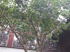 景点-朱家角课植园