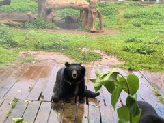 -海南热带野生动植物园