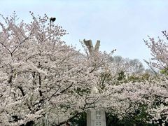 -武汉大学-樱园