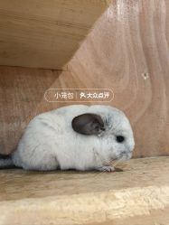 -神奇动物撸宠馆·羊驼·小浣熊·异宠(豫园店)