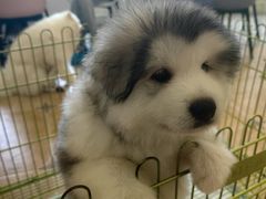 -Let's go狗咖·猫咖·奶狗·桌游(春熙路IFS店)