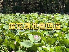 -莲池书院博物馆