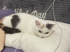 -屋虎猫馆(宝安大仟里店)