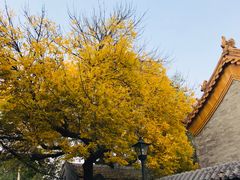-天泽祥·鼓楼馒头(鼓楼店)