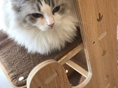 -飞行喵MR PILOT|猫舍·猫咖(静安大融城店)
