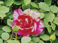 -国家植物园南园