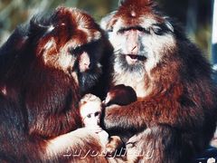 -西霞口神雕山野生动物世界