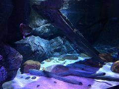 -暹罗海洋世界