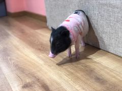 -猪盟咖啡店(玖洲道店)