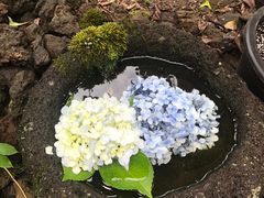 -雪绿茶博物馆