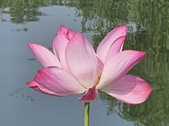 -莲花池公园