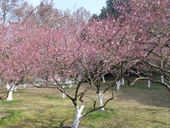 -杭州植物园