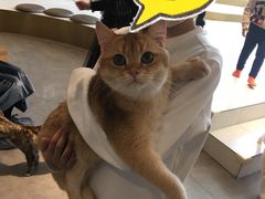 -飞行喵MR PILOT|猫舍·猫咖(静安大融城店)