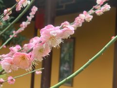 -龙华寺