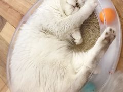 -袖虎·猫馆(体育西路店)