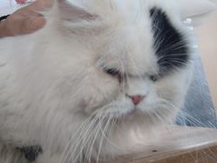 -猫小院猫主题咖啡厅(北锣店)