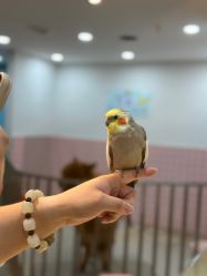 -Moni星球萌宠·小马宝莉·灵蛇·高端高阶全萌宠互动体验俱乐部(红豆国际广场店)