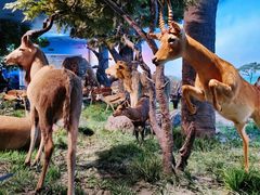 -国家自然博物馆